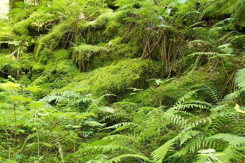 Mystical flora